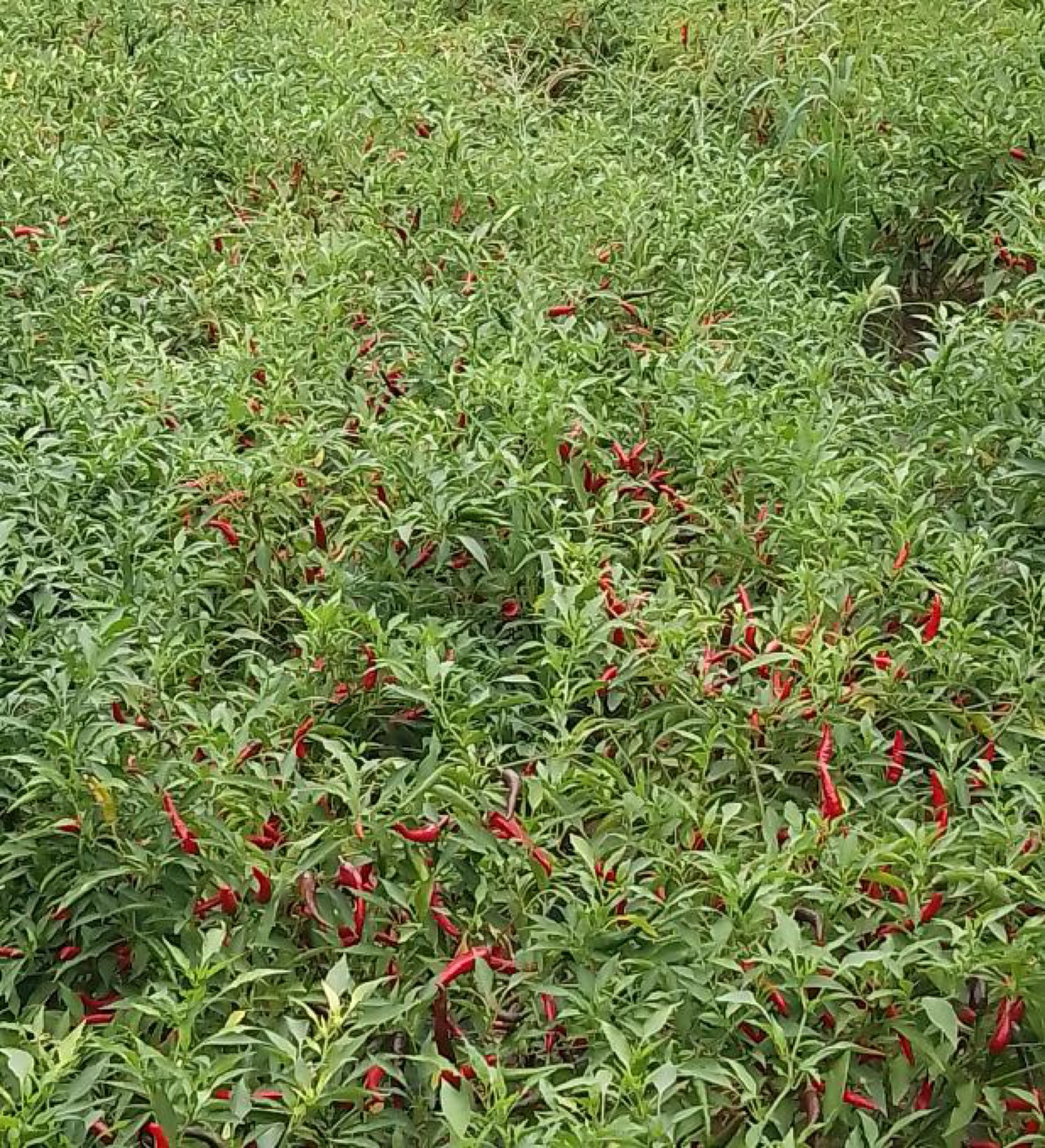 Red chillies growing among green plants