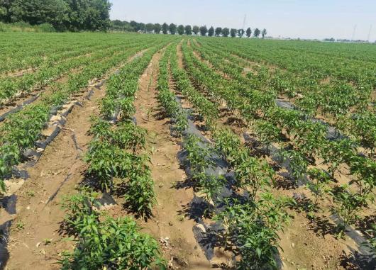 Chilli growing fields