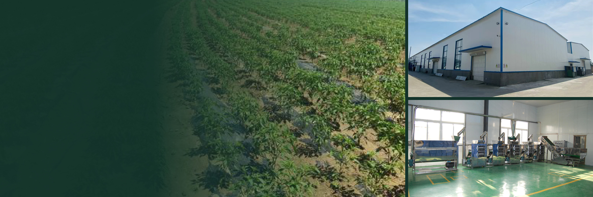 Chilli growing fields, factory building and indoor processing line